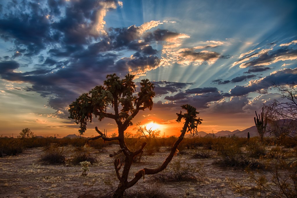 Sunlight illuminating cactus in the Sonoran Desert