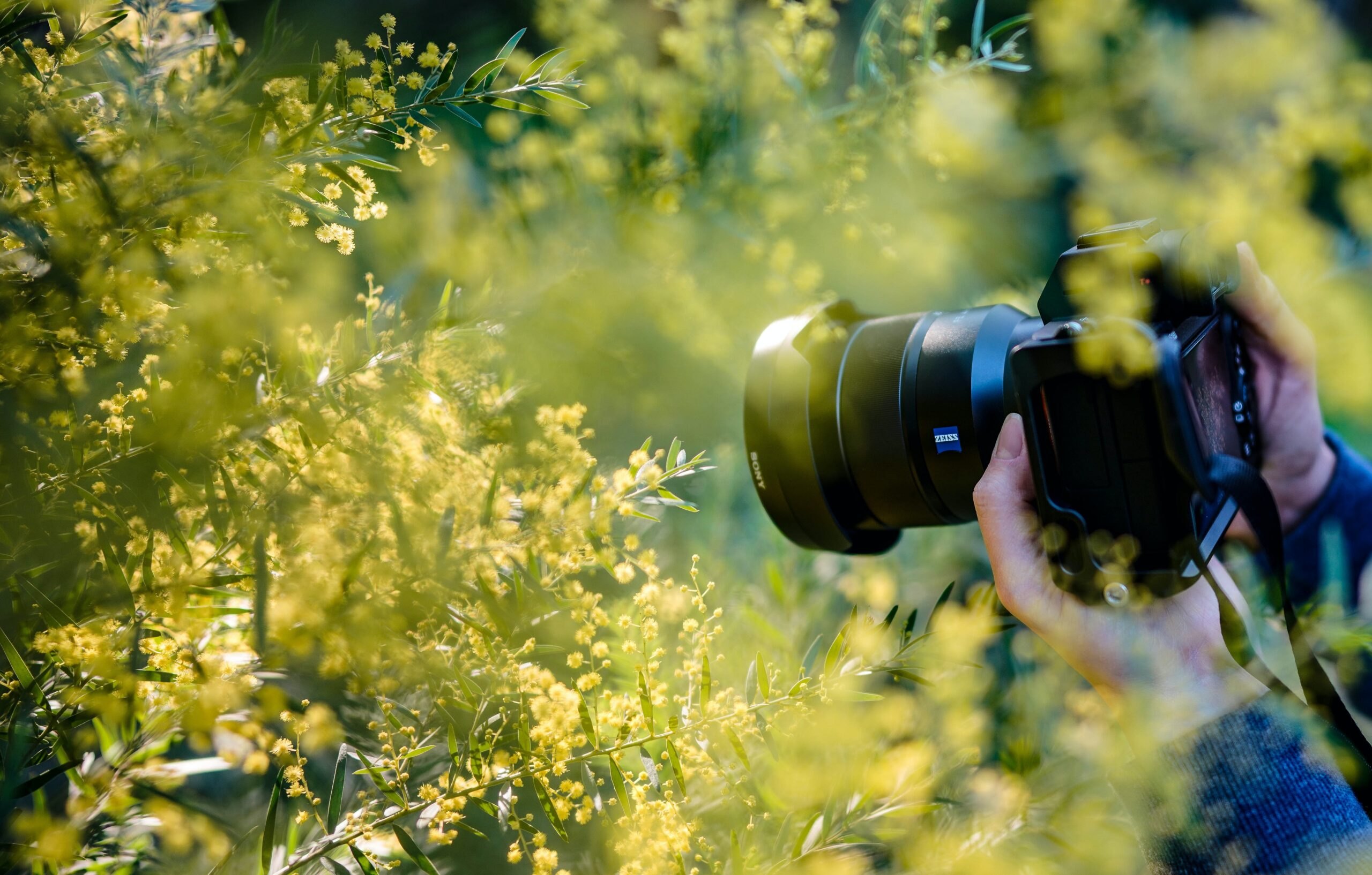 Photographer holding a camera among desert blooms